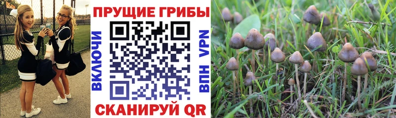 дарнет шоп  Серов  Галлюциногенные грибы MAGIC MUSHROOMS 