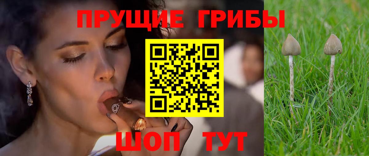 Галлюциногенные грибы Psilocybe  Вход с VPN  Галлюциногенные грибы GOLDEN TEACHER  Серов 